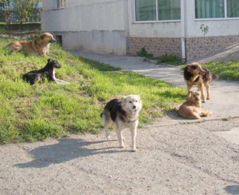 Băsescu: Nu putem pune câinii mai presus de oameni